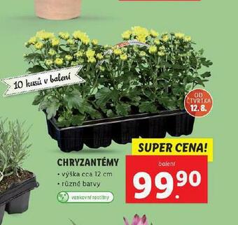 Lidl Chryzantéma nabídka