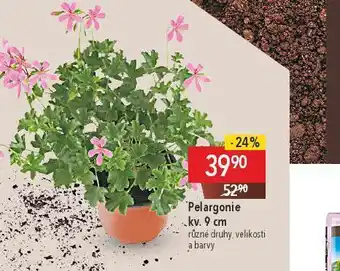 Pelargonie