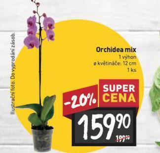 Billa Orchidea nabídka