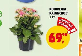 Penny Market Kolopejka kalanchoe nabídka