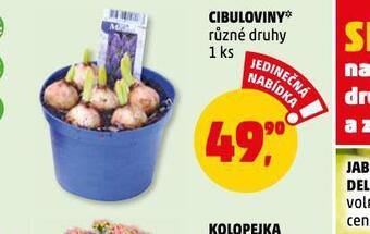 Penny Market Cibuloviny nabídka