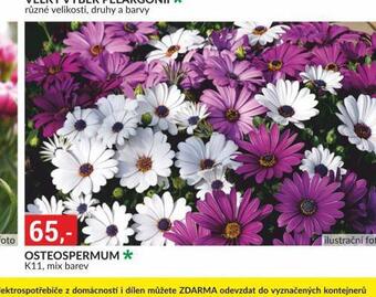 Baumax Osteospermum nabídka