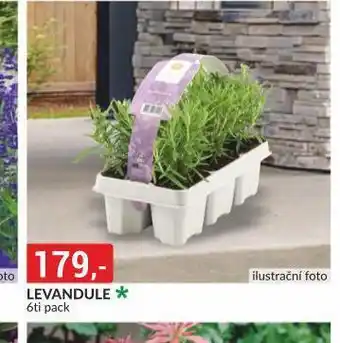 Baumax Levandule nabídka