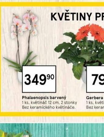 Tesco Orchidea - phalaenopsis nabídka