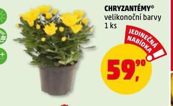 Penny Market Chryzantéma nabídka