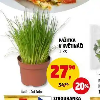 Penny Market Pažitka v květináči nabídka