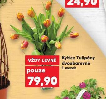 Kaufland Kytice tulipány nabídka