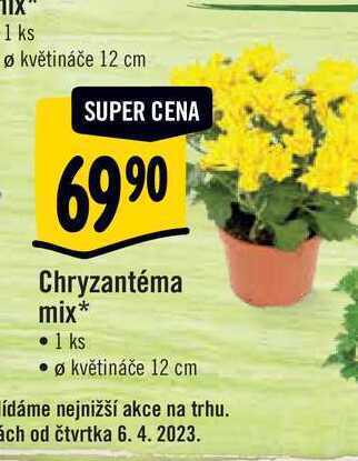 Albert Chryzantéma mix, pr. květináče 12 cm nabídka
