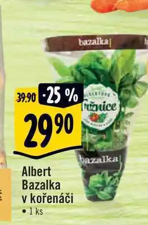 Albert Albert bazalka v kořenáči • 1 ks bazalka tržnice *adr bazalka nabídka