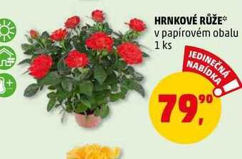 Penny Market Hrnkové růže, 1 ks nabídka