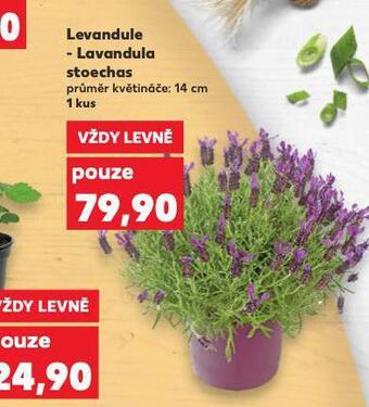 Kaufland Levandule nabídka