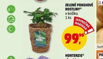 Penny Market Zelené pokojové rostliny nabídka