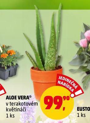 Penny Market Aloe vera nabídka