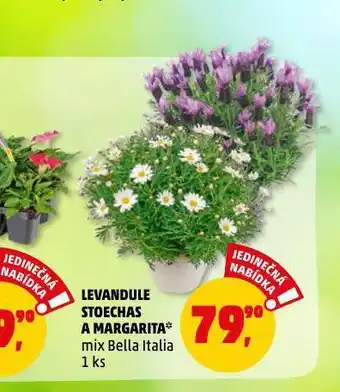 Penny Market Levandule stoechas a margarita nabídka