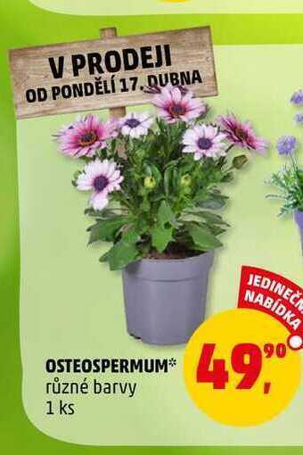 Penny Market Osteospermum, 1 ks nabídka