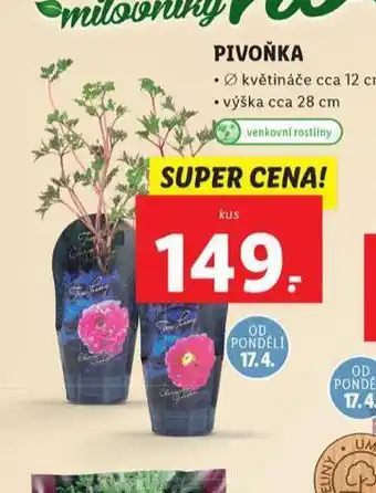 Lidl Pivoňka nabídka
