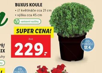 Buxus koule