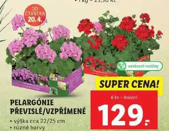 Lidl Pelargónie převislé/vzpřímené, 6 ks nabídka