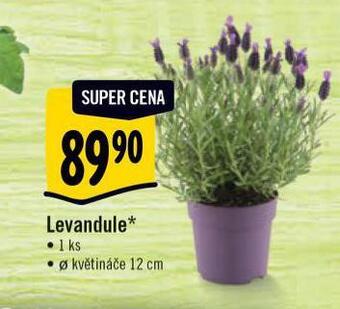 Albert Levandule nabídka