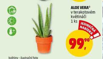 Penny Market Aloe vera, 1 ks nabídka