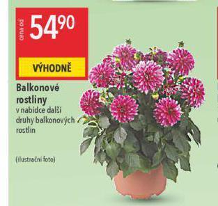 Globus Balkonové rostliny nabídka
