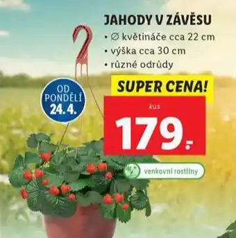 Lidl Jahody v závěsu nabídka