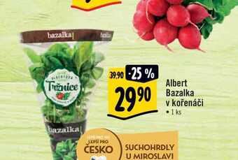Albert Albert bazalka v kořenáči • 1 ks nabídka