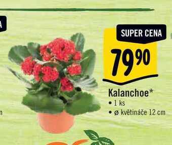 Albert Kalanchoe, pr. květináče 12 cm nabídka