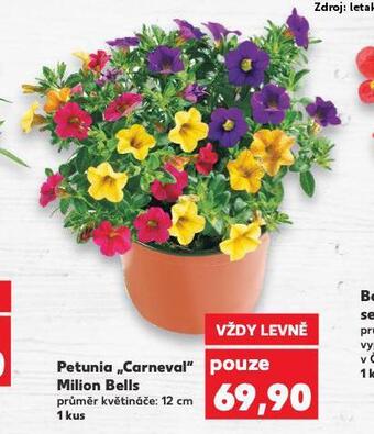 Kaufland Petunie carneval milion bells nabídka
