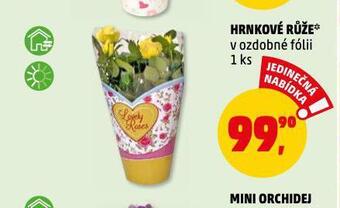 Penny Market Hrnkové růže nabídka