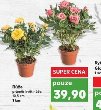 Kaufland Růže nabídka
