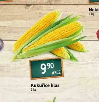 Terno Kukuřice klas nabídka