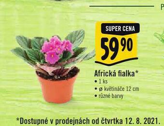 Albert Africká fialka nabídka