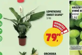 Penny Market Lopatkovec sweet silvio nabídka
