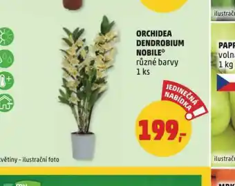 Penny Market Orchidea dendrobium nobile nabídka