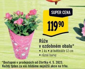 Albert Růže v ozdobném obalu nabídka
