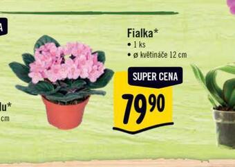 Albert Fialka nabídka