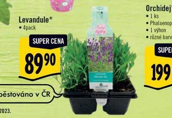 Levandule