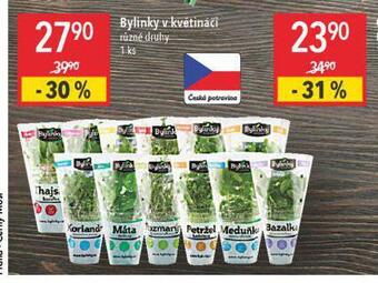 Globus Bylinky v květináči nabídka