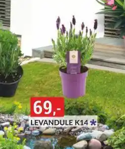 Levandule k14