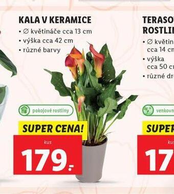 Kala v keramice