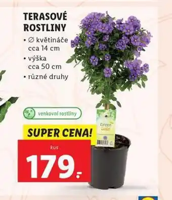 Lidl Terasové rostliny nabídka