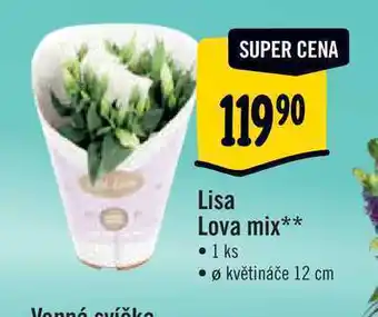 Albert Lisa lova mix, pr. květináče 12 cm nabídka