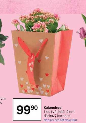 Tesco Kalanchoe 1 ks nabídka