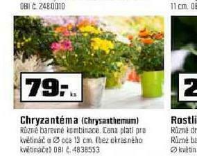 Chryzantéma