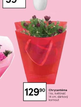 Chryzantéma