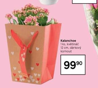 Kalanchoe