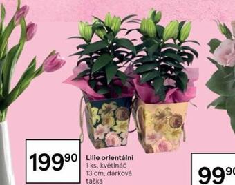 Tesco Lilie orientální nabídka