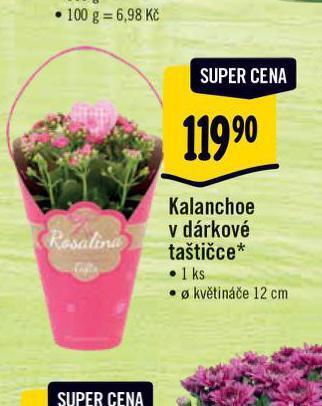 Albert Kalanchoe v dárkové taštičce nabídka