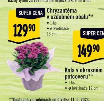 Albert Chryzantéma nabídka